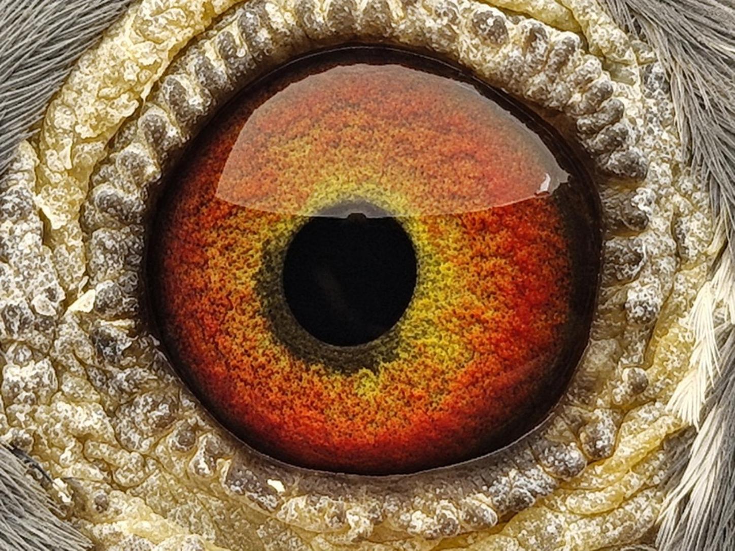 Pigeon eye